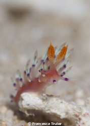 Saw this little guy rolling around the sand from the swel... by Francesca Truter 